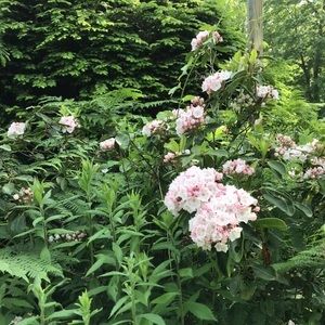 Meet your Posher, Nancy